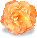 flower_orange_rose emote