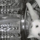 catspinningwaitingtired emote