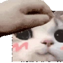 pet emote