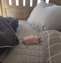 sleep emote