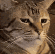 Cat_stare animated emote