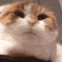 cattired2 emote