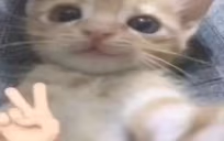 qq emote