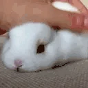 PETTHEBUNNY emote