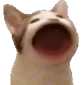 Cat_laugh_omega emoji
