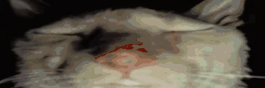 BEHINDYOU emote