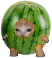Watermeloncatwait emote