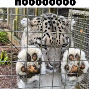 Noooo emote