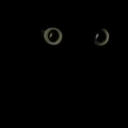 void emote