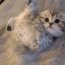 wonky emote