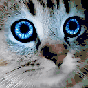 meow animated emote