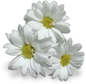 flowers_white emote