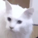 hiss emote