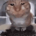 piona emote