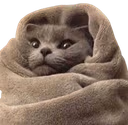 comfycat emote