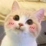 CE_Blush6 emote
