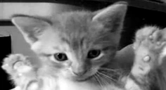 cinema emote