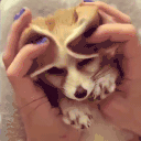 fennecKy animated emote