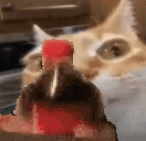 ErmShakey animated emote