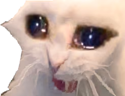 sadkat emote