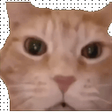 CatMock animated emote