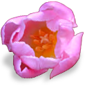 flower_tulip emoji