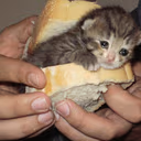 CE_sammich emote