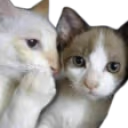 Fofoca emote
