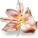 flower_lily emote