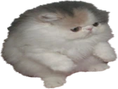 tupidsit emote