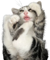 cat2 emote