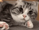 zevnulblin emote
