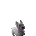 ZOOMIES emoji