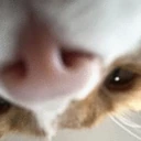 CE_UpsideDownLook emote