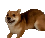 dogSpin emote