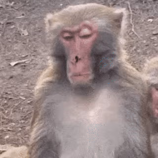 monkey emote