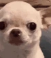 chihuahua_evil_smile emote