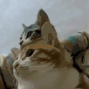 modCheck emote