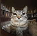 catstare2 emote