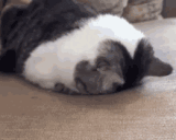 BRORIsLitterallyCRYING animated emote