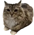 cat_chill emote