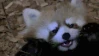 redpanda_hungry emoji