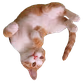 Cat_WTF emote