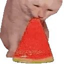 CatTasty emote