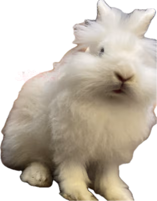 whitebunnyofme emote