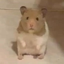 wat emote
