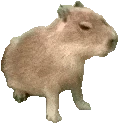 capybara emote