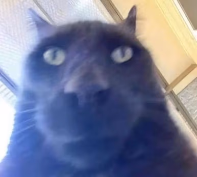 ok_cat_stare emote