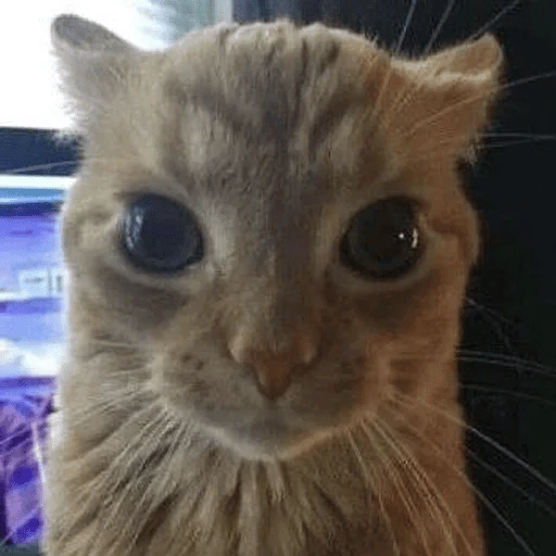 romka emote