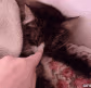 CE_SleppyCatto emote